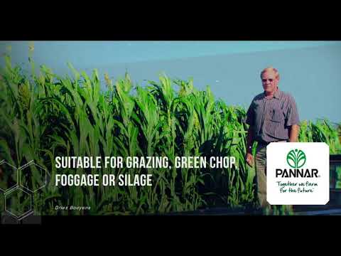 FORAGE SORGHUM: PAN 868, PAN 888 AND SILAGE KING