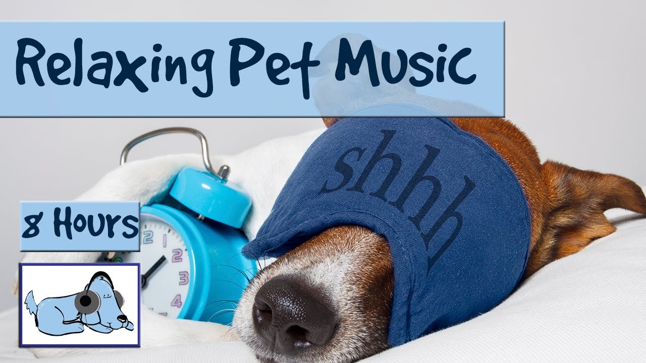 leaving music on for dogs