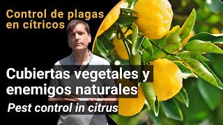 Control de plagas en cítricos. Cubiertas vegetales y enemigos naturales.