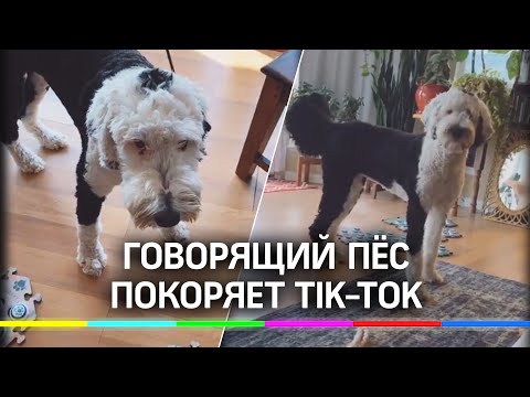 Видео: Собаки царапают почву для общения?