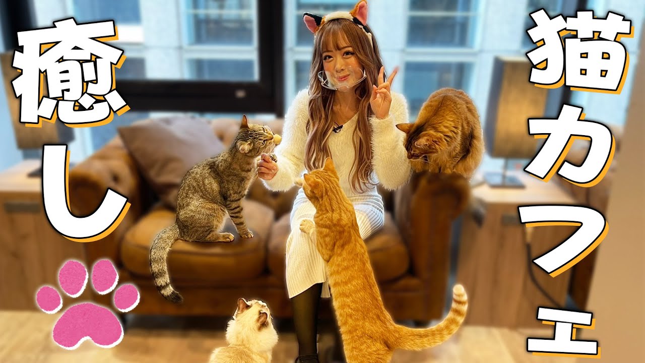 【超癒し回】最近飼い猫に引っ掻かれたので猫カフェで浮気します