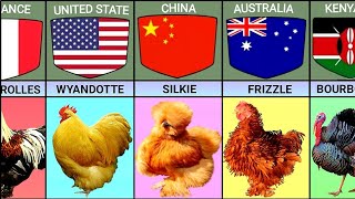 Chicken Breeds From Different Countries 