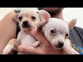 Finally Naming My Tiny Rescue Chihuahua Puppies!