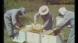 Пчеловодство На Промышленную Основу  Центрнаучфильм 1975 Год