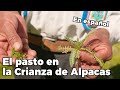 El pasto en la Crianza de Alpacas