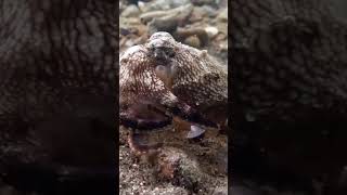 Did you know octopuses have 3 hearts? 🐙😱Follow FactTrailX for more#shorts #octopus #facts#facttrailx