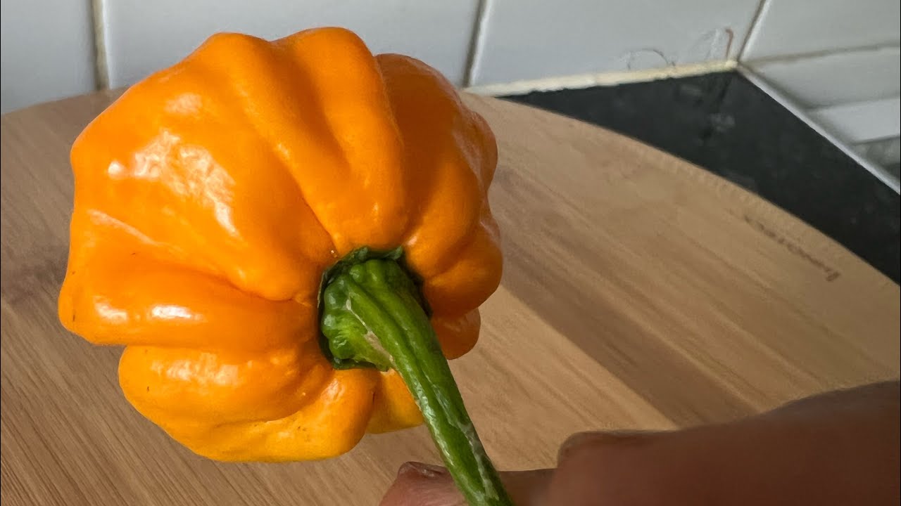 PEPPERS OF DIFFERENT VARIETIES garden jamaica like 