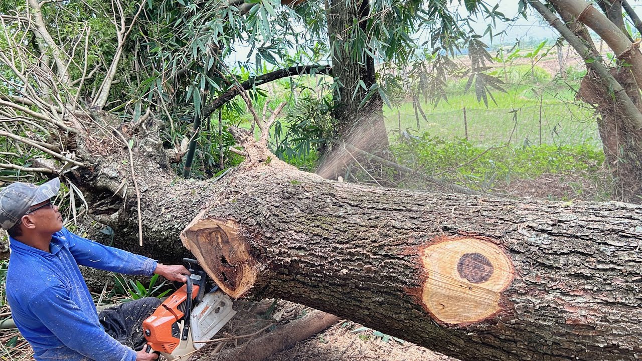 Beast Saw !! Stihl ms 881, Cut down 2 trembesi trees. - YouTube