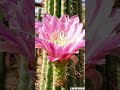 The Most Beautiful Cactus Bloom Ever Recorded