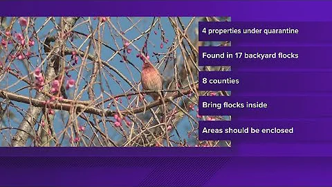 Maine still under high risk for avian flu, experts say