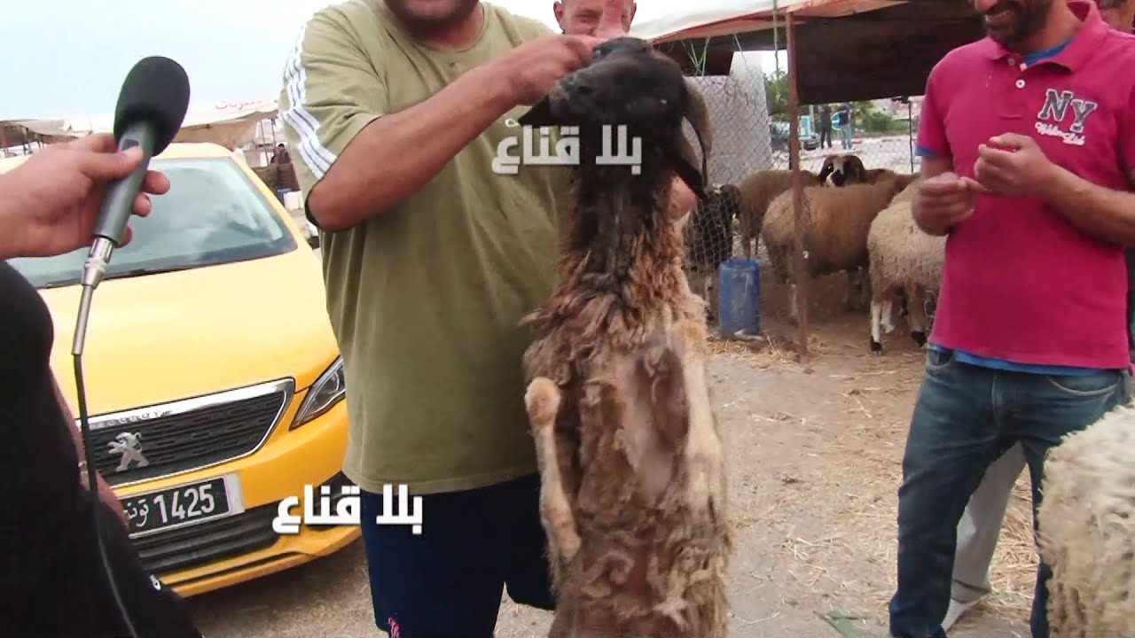 علوش ب800دينار..لن تصدق وزنه !! صـ ـدمة من الأسعار في رحبة الملاسين لكن السلعة ماس وكل قدير وقدرو !!