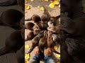 #animals #pets #cute #otter #ai