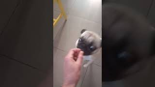 פאג סיני מתפנק על חטיף/PUG