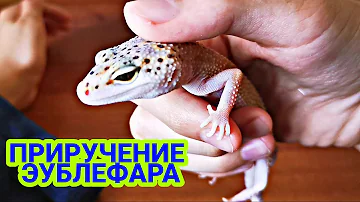 ПРИРУЧЕНИЕ ЭУБЛЕФАРА! КАК ПРИРУЧИТЬ ЭУБЛЕФАРА! EXO TOP