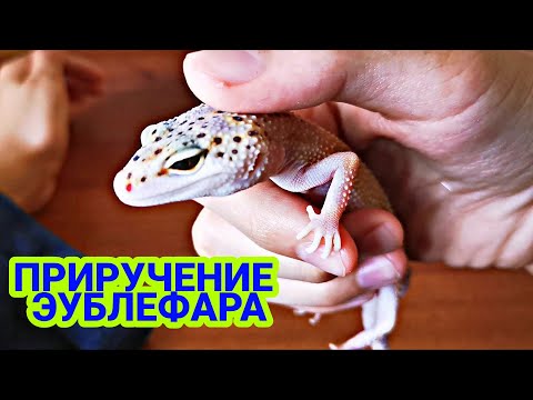 ПРИРУЧЕНИЕ ЭУБЛЕФАРА! КАК ПРИРУЧИТЬ ЭУБЛЕФАРА! EXO TOP