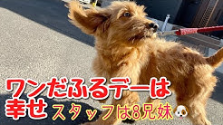 犬の家のベリー 猫も一緒 Youtube