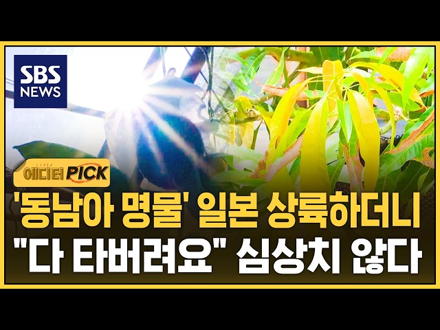 '동남아 명물' 일본 상륙하더니.."다 타버려요" 심상치 않은 상황 (에디터픽) / SBS