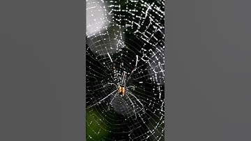 why Spider Webs are so Sticky #facts #factshorts #spider #spiderwebs #web #nature