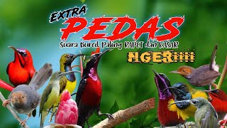 🔴 Suara Burung Kecil ( Tembakan Rapet Tajam dan Kasar)