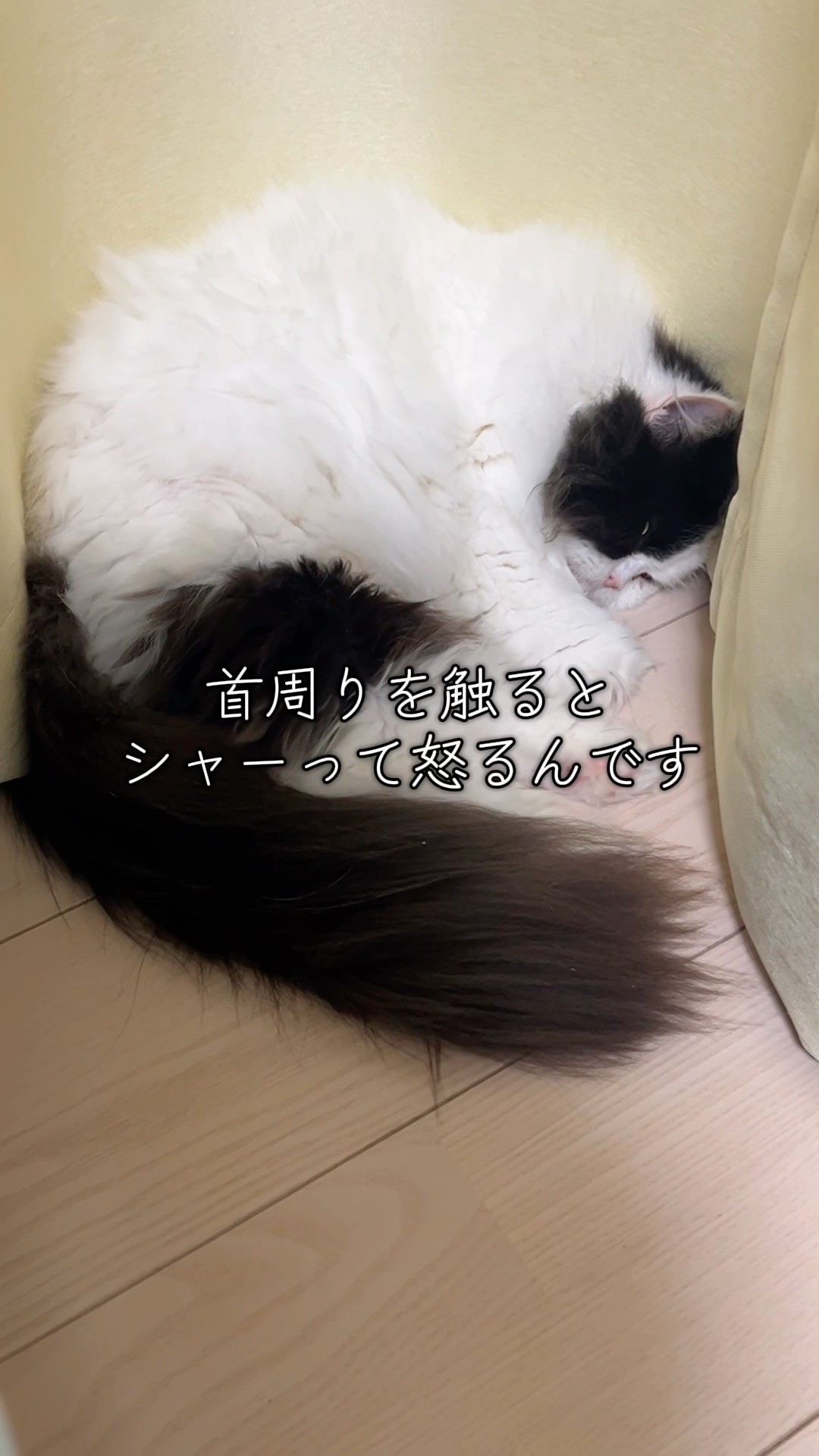 ねことパッチワーク - YouTube