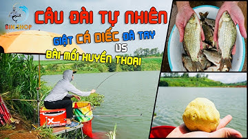 CÂU ĐÀI THIÊN NHIÊN | giật CÁ DIẾC đã tay với bài mồi HUYỀN THOẠI ????