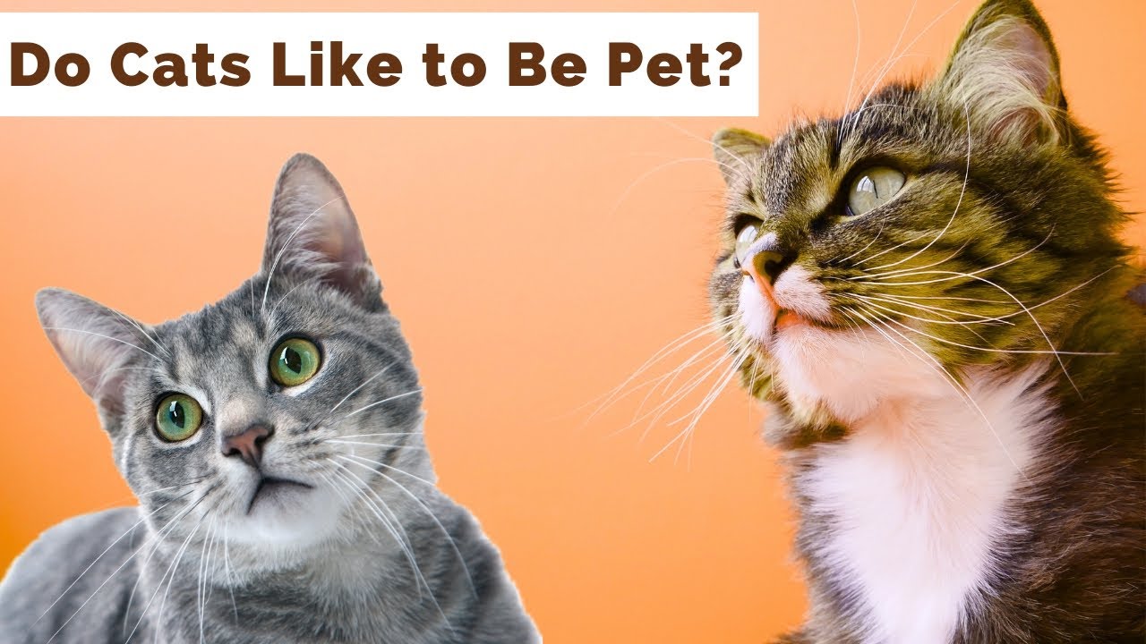 Why Do Cats Like Being Pet: Surprising Reasons Explained