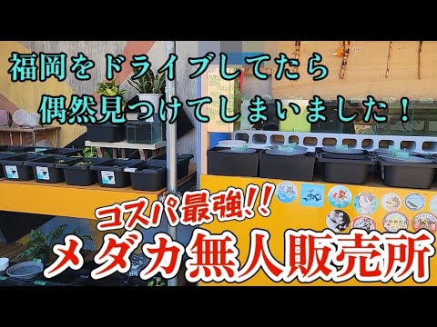 メダカ】ガチでメダカと価格のパフォーマンスが凄かね❕【めだか