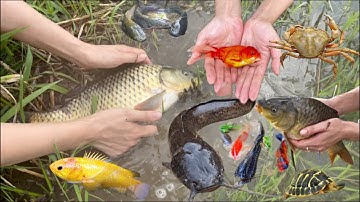 Kem Ốc Thỏ Vlog Tìm con cá sấu , con cua ,con tôm tít , cá vàng , cá trê lai , các loại cá nước ngọt