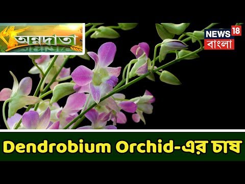 ভিডিও: অর্কিড ডেনড্রোবিয়াম নোবিল: ফটো, বাড়ির যত্ন