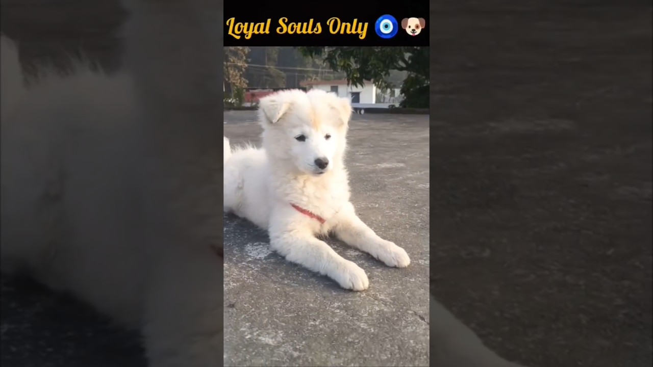 Cachorrito blanco muy tierno 🐶✨ 🐕