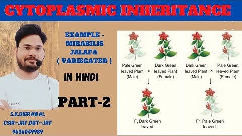 CYTOPLASMIC INHERITANCE PART-2 || MIRABILIS JALAPA VARIEGATED || GENETICS