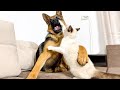 Funniest Video of German Shepherd Puppy vs. Kitten [TRY NOT TO LAUGH]