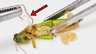 Horrible parasites emerged from the locusts. It's Horsehair Worms! by 제발돼라 PleaseBee 539,363 views 6 months ago 10 minutes, 39 seconds