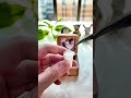 #gift #pet #dog #dogloss #dogshorts #doglife #dogvideos #dogloverspsychology