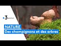 Tout sur la symbiose entre les arbres et les champignons