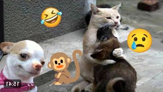 cute cats and animals video complications||Very loving 💕💕||Viral and then seens