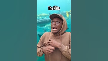 When kids go to the zoo