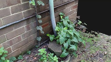 Photogrammetry Plant