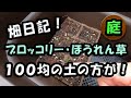 畑日記　１００均の土の方が良かっただと？