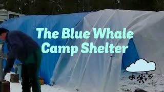 Camp Shelter - The Blue Whale