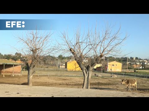 Cataluña entra en emergencia por sequía con limitación de 200 litros por habitante