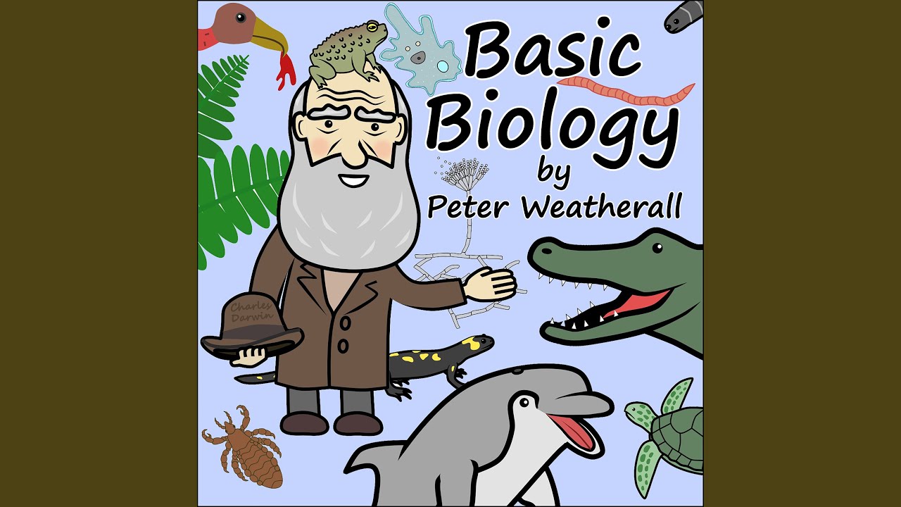 Watch Birds on YouTube Watch Birds on YouTube