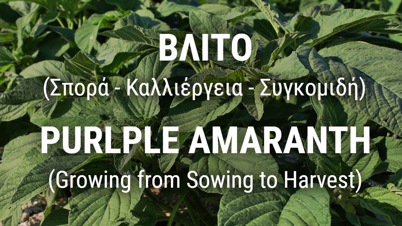 ΒΛΙΤΟ (Σπορά - Καλλιέργεια - Συγκομιδή)