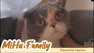 [Cats Diary] Favorite Carton ｜Daily Records, Chill Music, Background, Work, Sleep, Cat Videos, Cats by Mihu family Take a break 61 views 2 months ago 31 minutes