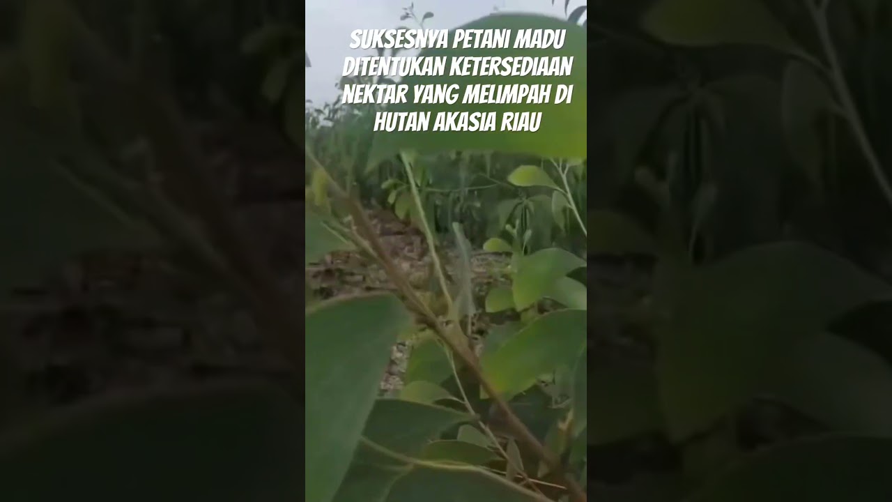 Nektar melimpah di hutan akasia Riau produksimadumurni besar 