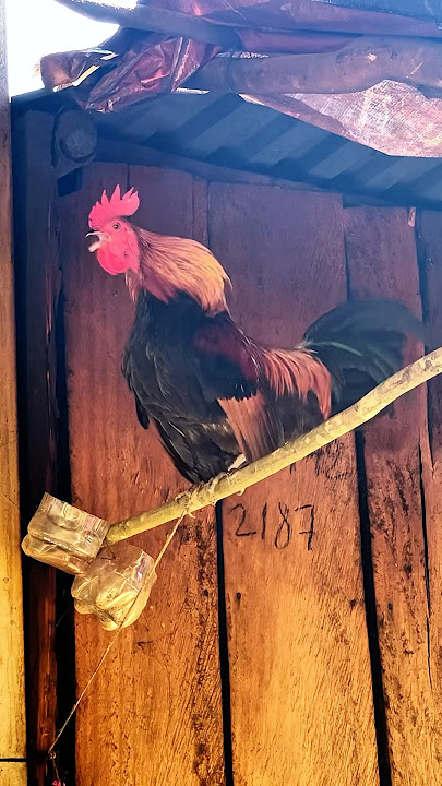 Tiếng gà rừng gáy HAY ✅💕💯 #tiếnggàrừng #garung #chicken #suabqaibqus