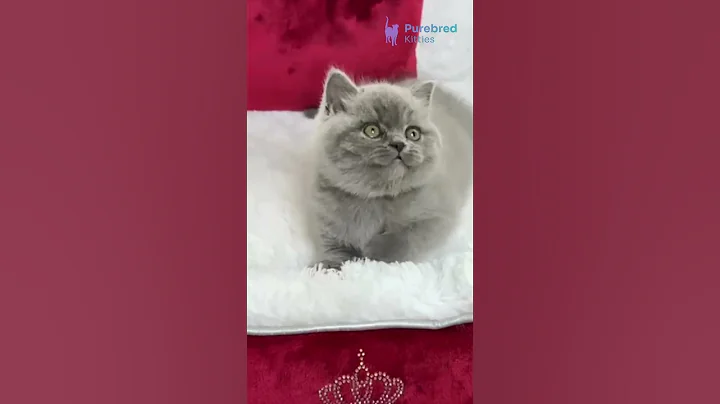 Video 11754721: british shorthair blue kitten, british shorthair blue boy, britishshorthair