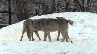 わいわいオオカミ一家~Wolf Pack
