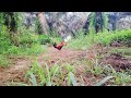Joki di buat pusing dengan kelakuan ayam hutan ini #ayamhutan