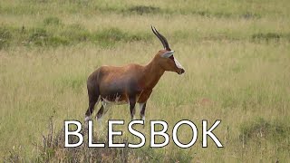 SOUTH AFRICA  blesbok (Mountain Zebra national park)